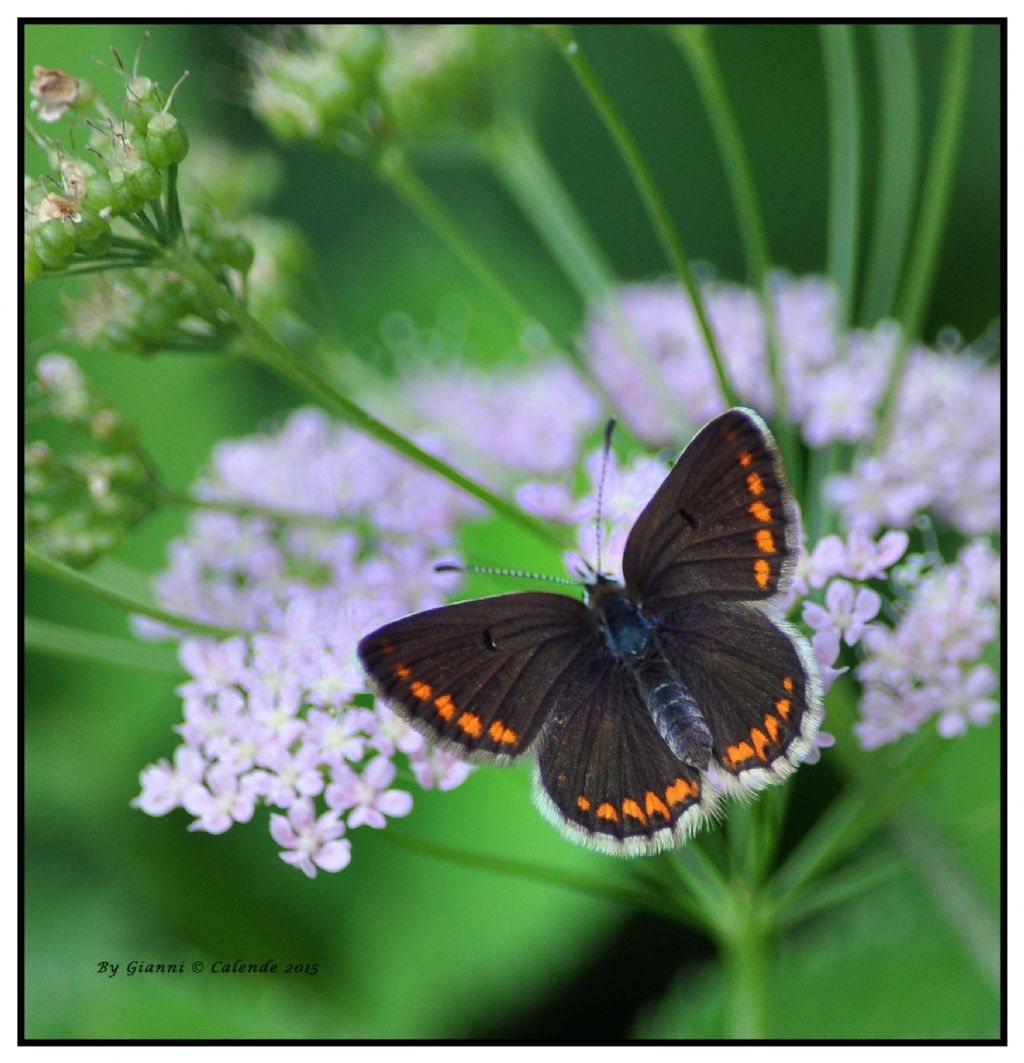 Plebejus argus Femmina? No, Aricia agestis